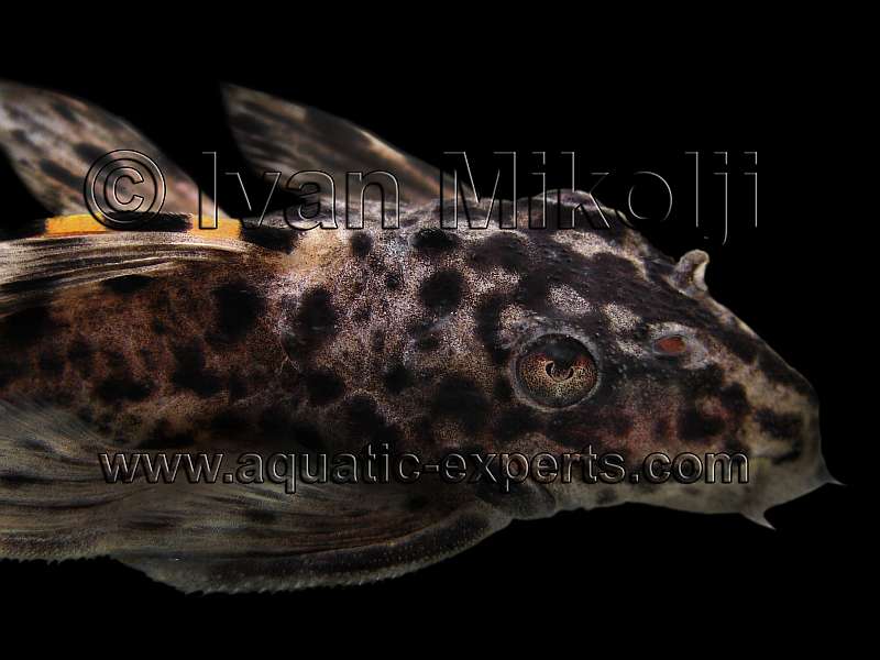Leporacanthicus triactis